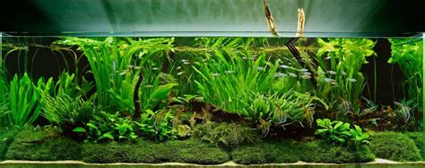 Beginner’s guide to setting up an aquarium with live plants - Bunnycart Blog