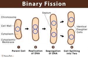 Binary Fission: Definition with Examples & Diagram