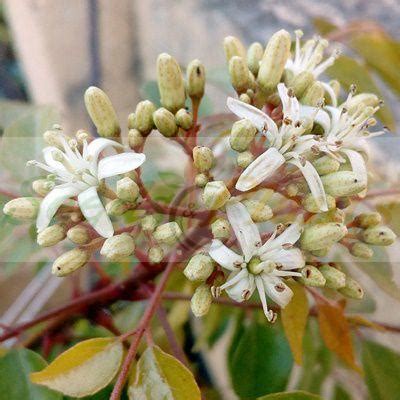 Curry Leaf (Murraya koenigii) Seeds - Seeds and Plants