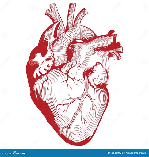 Anatomical Medical Illustration, Human Heart Organ Illustration Stock Vector - Illustration of ...