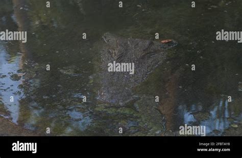 Green algae pond Stock Videos & Footage - HD and 4K Video Clips - Alamy