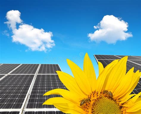 Blooming Sunflower in the Background Solar Panels. Stock Image - Image of photovoltaic, field ...