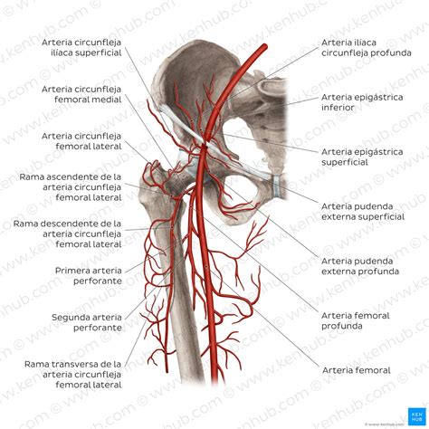 Descubre todo sobre la arteria femoral: funciones y cuidados