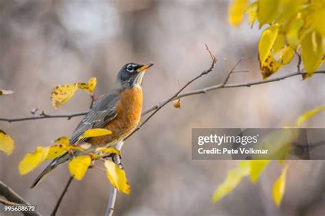 245 American Robin Winter Stock Photos, High-Res Pictures, and Images ...