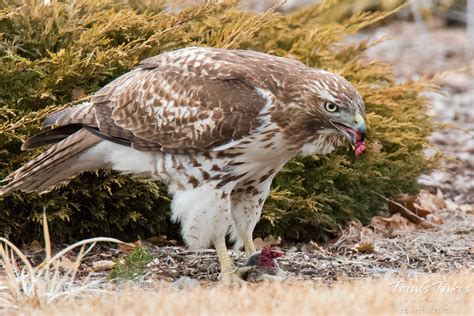 Juvenile Red-tailed Hawk catches its lunch | Tony's Takes Photography