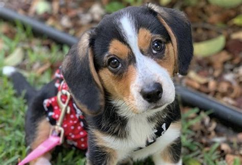 77+ Beagle Mix Breeds - l2sanpiero