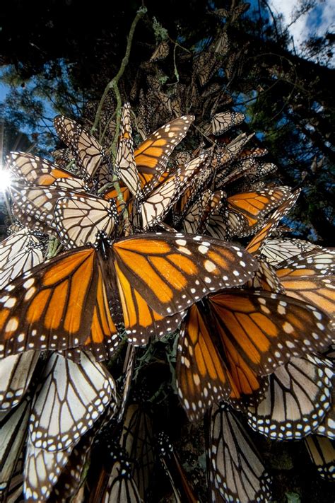 Evolution Of Monarch Butterflies Monarch Butterfly Mi - vrogue.co
