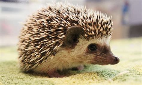 Baby porcupine, Porcupine, Cute hedgehog