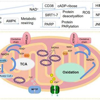 Key signal pathways of mitochondrial metabolism. A Major mitochondrial ...