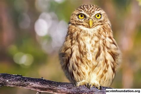 Burung Hantu sebagai Hewan Peliharaan Pedoman dan Tip Umum | acvimfoundation.org - Situs Tentang ...