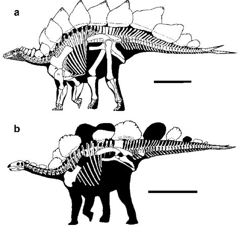 Stegosaurus Skeleton Drawing