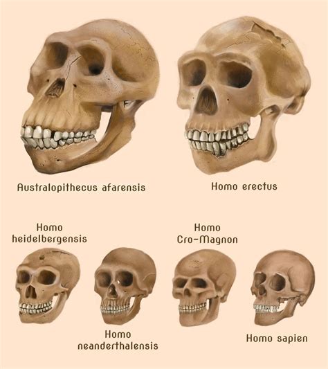 Human evolution skulls by amircea on deviantART | Human evolution, Prehistory, Forensic anthropology