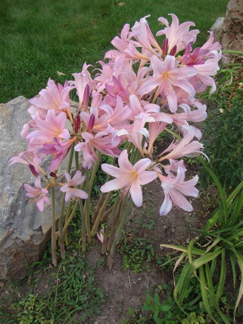 Surprise Lilies (Lycoris): Plant Care and Collection of Varieties - Garden.org