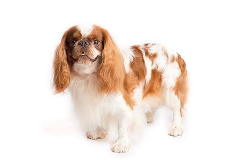 English Toy Spaniel Dog Breed Information