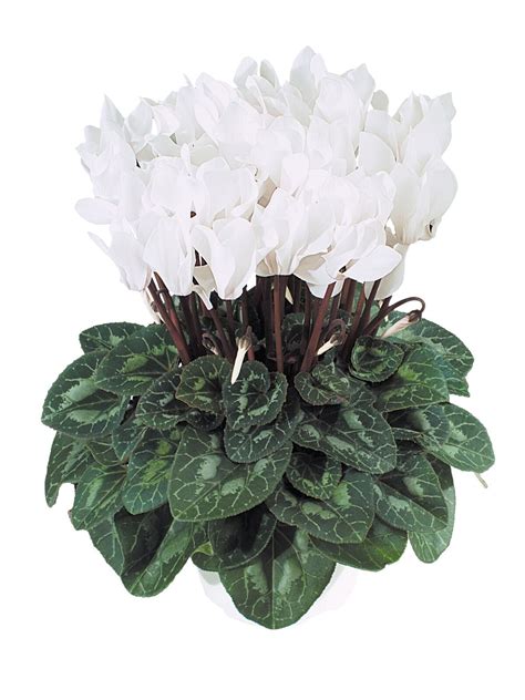 White Cyclamen - Brad's Bedding Plants, Inc.