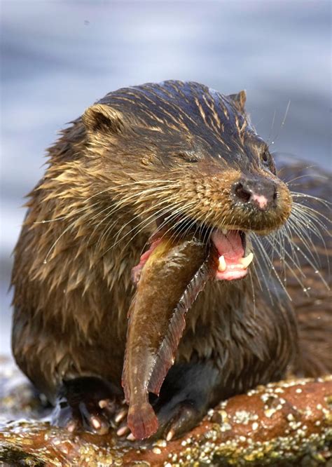 Orkney Wildlife - Learn what to look for and where: Wilderness Scotland