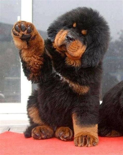 Tibetan Mastiff | Tibetan mastiff puppy, Cute animals, Cute dogs