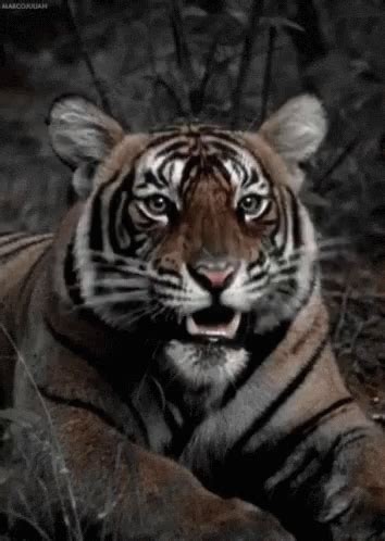 Tiger GIF - Tiger - Discover & Share GIFs