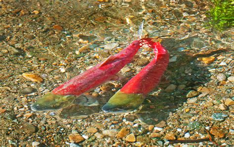 Pacific Salmon | The Canadian Encyclopedia