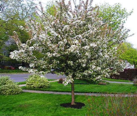 Sugar Tyme Crabapple For Sale Online | The Tree Center