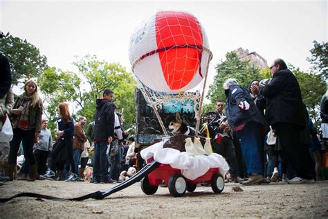 Dogs in Costumes for a Halloween Parade - ABC News