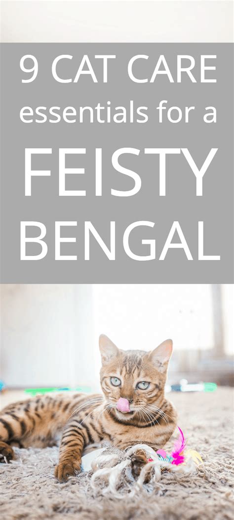 9 Bengal Cat Care Essentials for a Feisty Feline