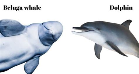 Are Beluga Whales Dolphins? - UntamedAnimals