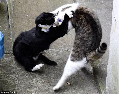 Today is not the first time Larry and Palmerston have come to blows. In ...