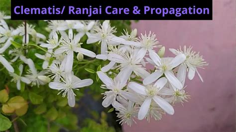 Clematis/ Ranjai Cutting Propagation & Care, Best Fragrant flower plant ...