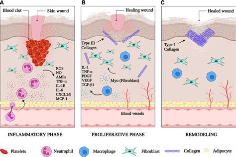 Frontiers | Skin immunity in wound healing and cancer