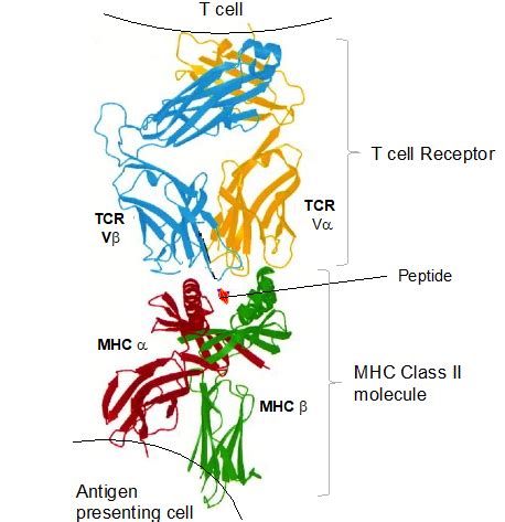 The case for allele-specific recognition by the T cell receptor (TCR ...