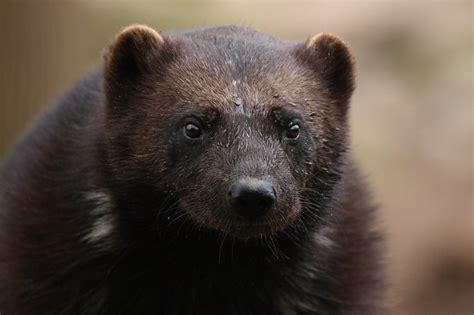 Wolverines - Habitat, Life Span, Diet & Reproduction Guide