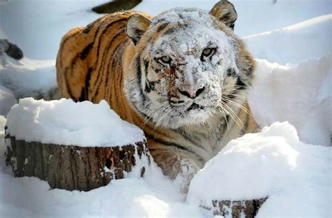 a tiger is standing in the snow near some stumps and trees with its head turned towards the camera