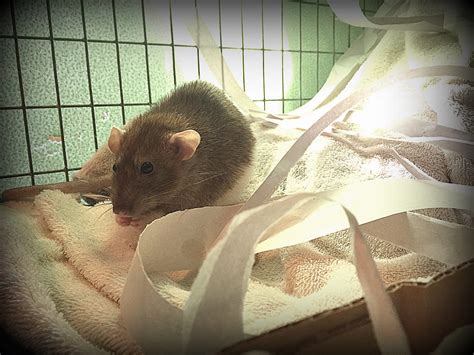 Pet Rat Bedding & Litter - About Pet RatsAbout Pet Rats