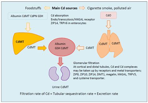 Toxics | Free Full-Text | Dietary Cadmium Intake and Its Effects on Kidneys