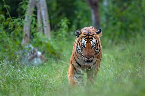 Bandipur National Park - Photo Tours - Photography Workshop | The Outback Experience