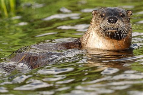 3 Women Injured in ‘Rare’ Otter Attack While Floating on Montana River