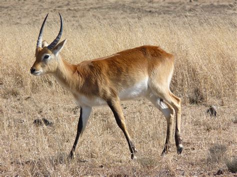 Lechwe, lechwee, marsh antelope, africa, antelope - free image from needpix.com