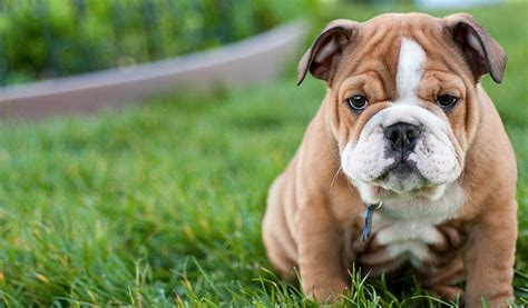 10 Dog Breeds That Have The CUTEST Puppies Ever