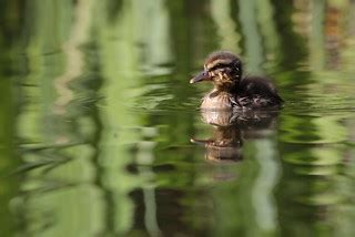 Gräsand pullus- Baby duck | Nahid V | Flickr