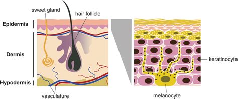 Frontiers | Melanoma in the Eyes of Mechanobiology