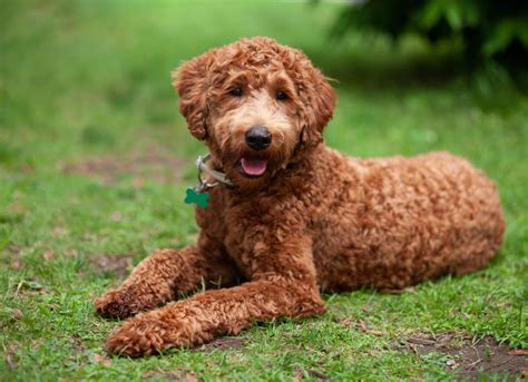 Labradoodle Dog Breed Health and Care | PetMD