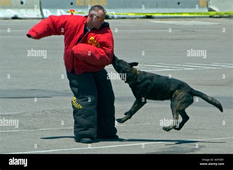 Police dog training Stock Photo - Alamy