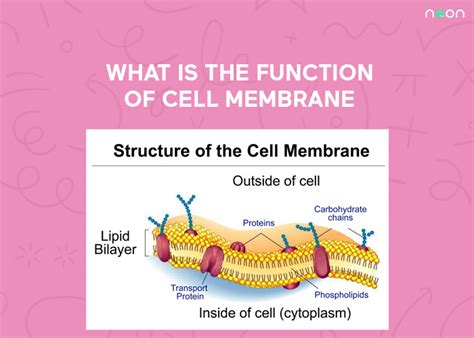 What Is The Function Of Cell Membrane - Noon Academy