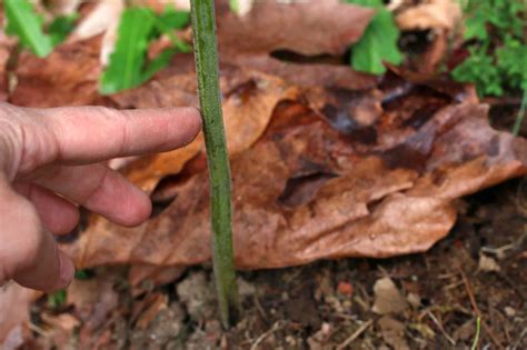 Wild Foraging: How To Identify, Harvest and Prepare Bracken Fern (Fiddleheads) - The Daring Gourmet