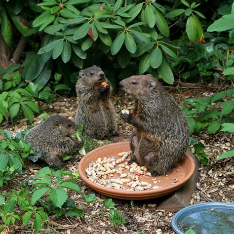 Groundhog Removal | Anytime Wildlife Removal