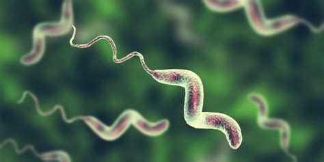 Microbial Top Facts: Campylobacter - BioLabTests