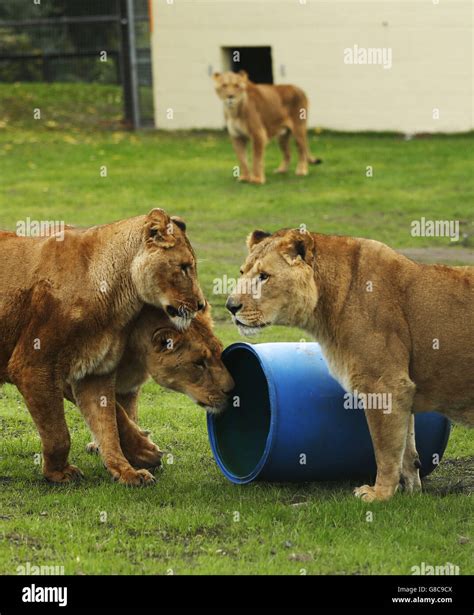 Ex-circus lions arrive at Five Sisters Zoo Stock Photo - Alamy