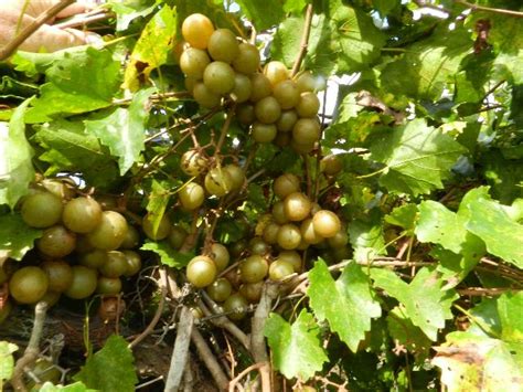 Muscadines Benefit From Timely and Artful Pruning | Gardening in the Panhandle