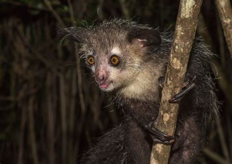 6 of Madagascar's Weirdest Animals | Scary animals, Weird animals, Rainforest animals list